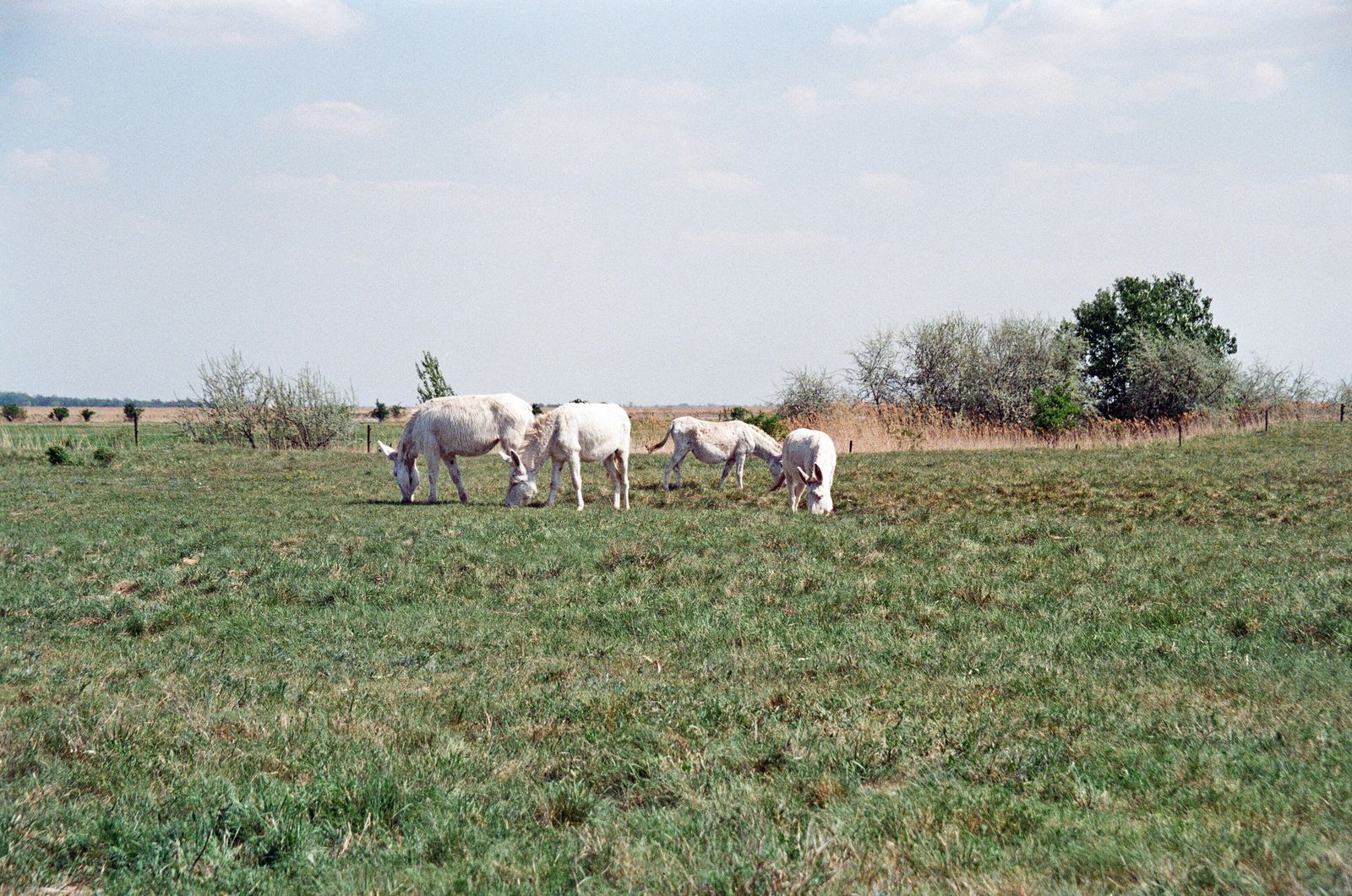 Animal Academy – photo 2