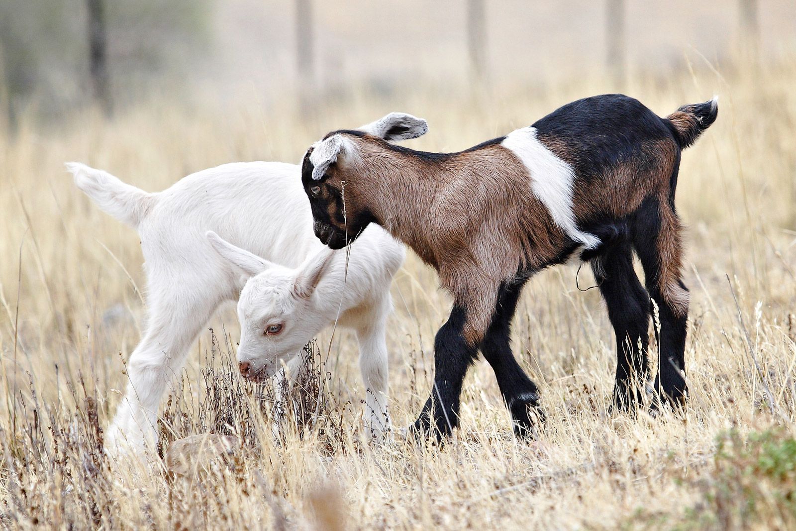 Animal Academy – photo 3