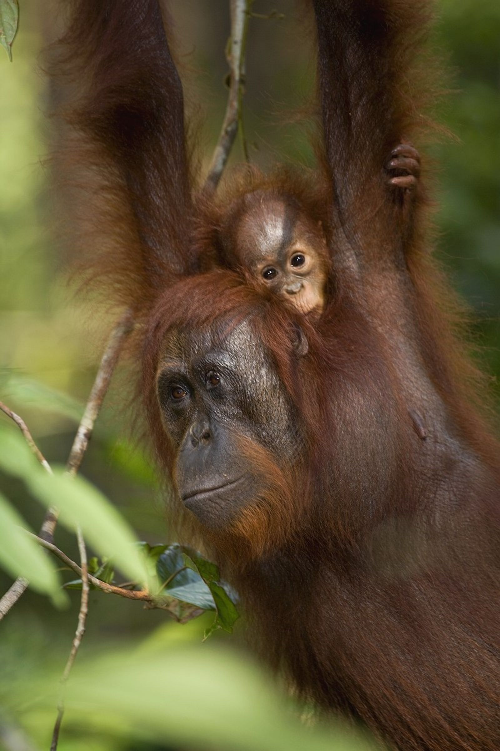 Ape Alliance – photo 1