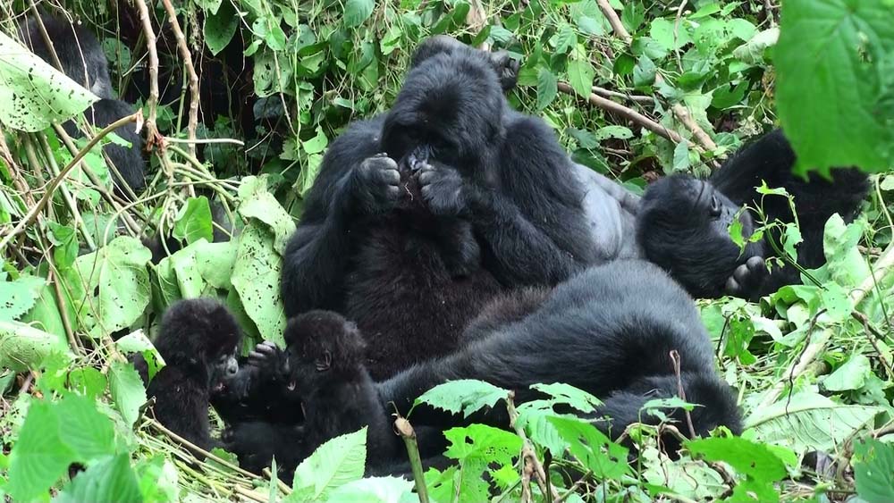 Ape Alliance – photo 2