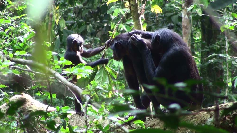 Ape Alliance – photo 3