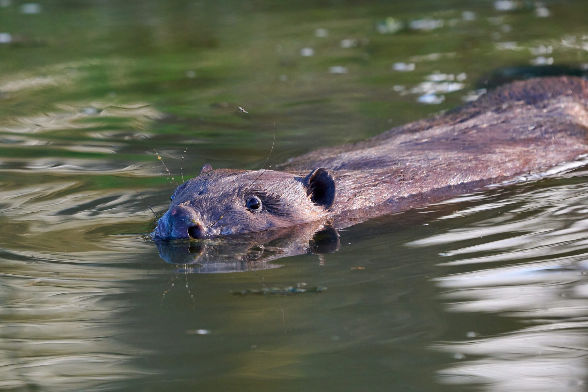 Beaver Trust – photo 2