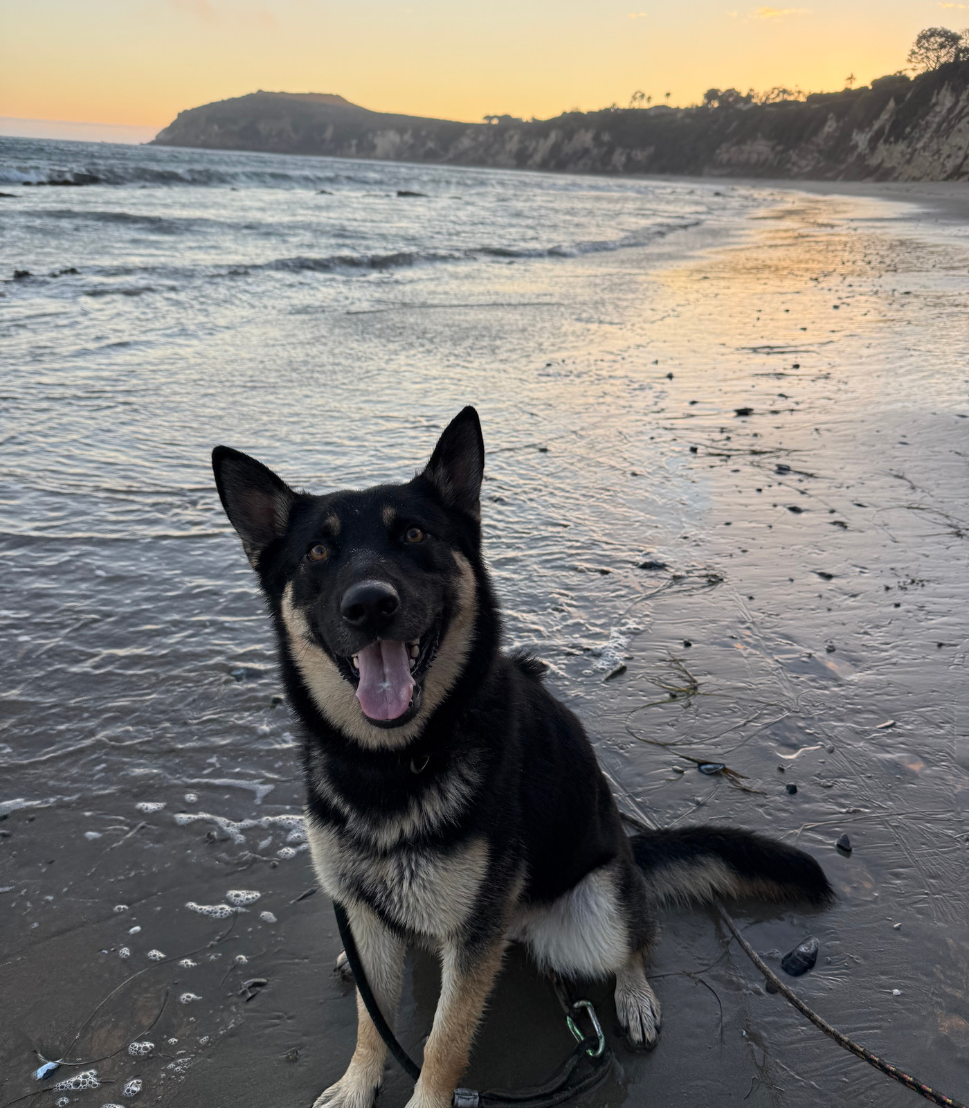 Boomer's Buddies Rescue – photo 1
