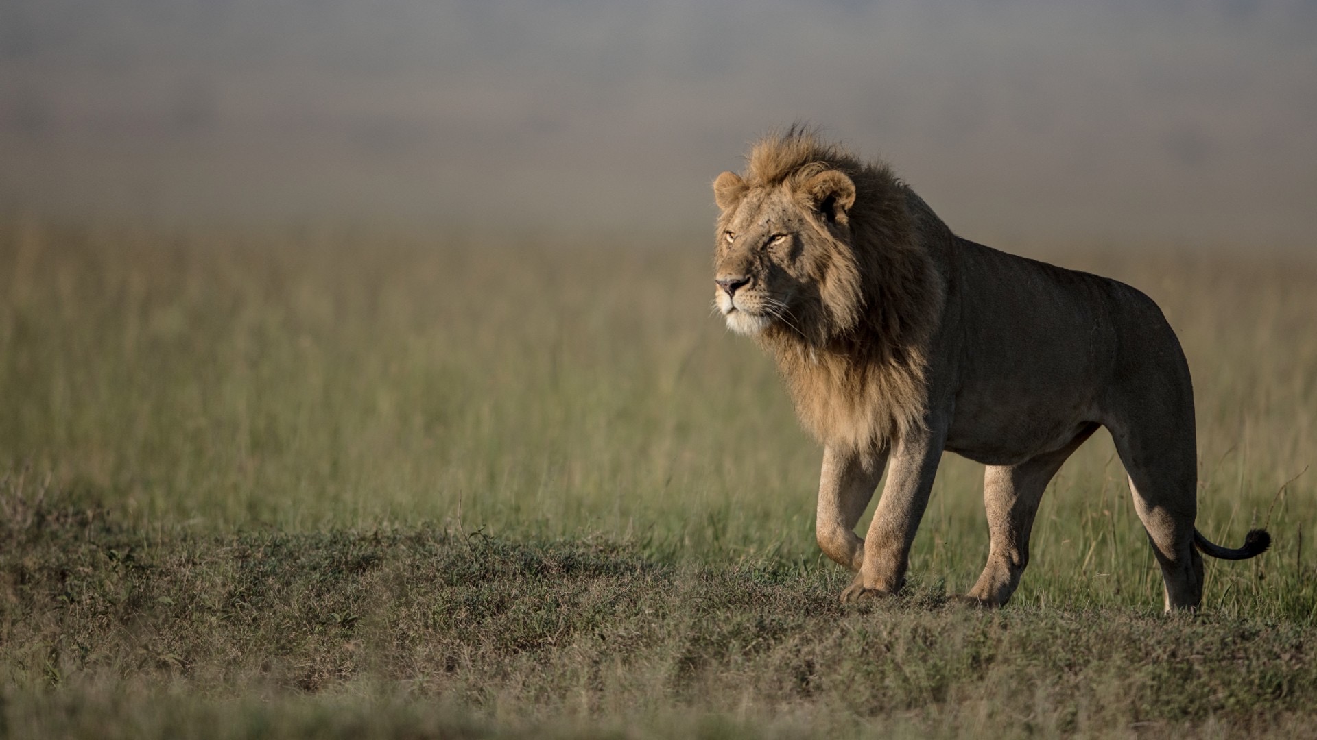Born Free Foundation – Keeping Wild Animals Wild