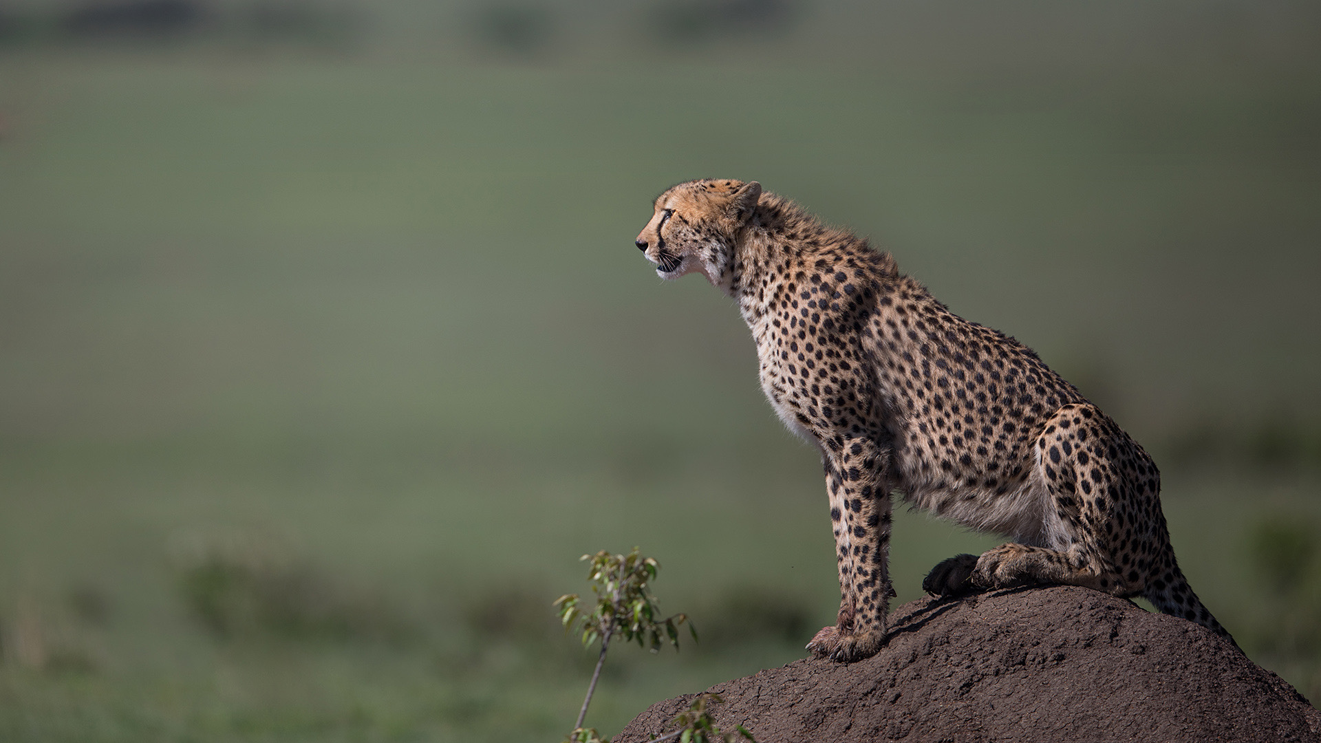 Born Free Foundation – Keeping Wild Animals Wild