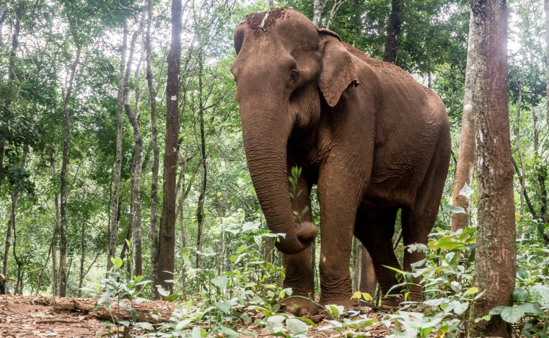 Cambodia Wildlife Sanctuary (CWS) – photo 1