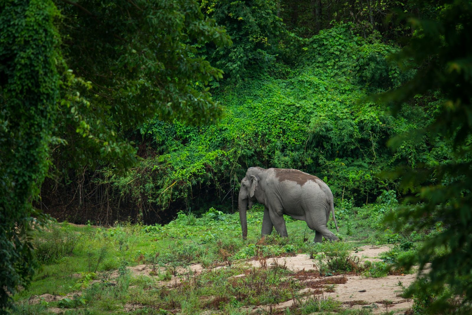 Cambodia Wildlife Sanctuary (CWS) – photo 2