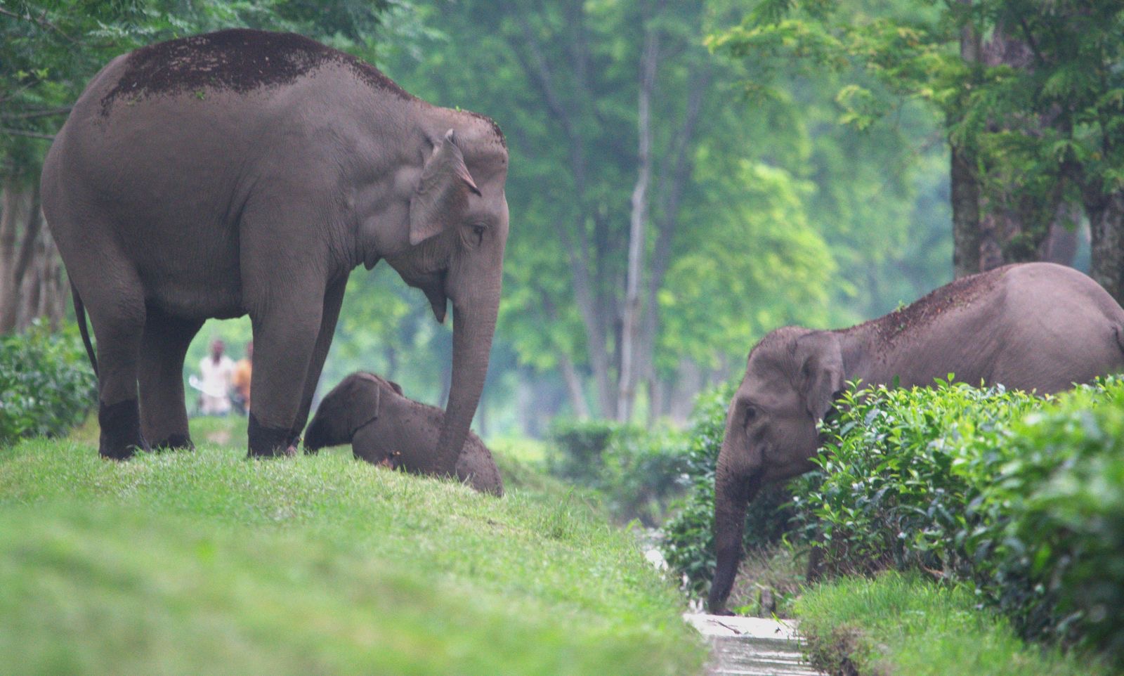 Cambodia Wildlife Sanctuary (CWS) – photo 3