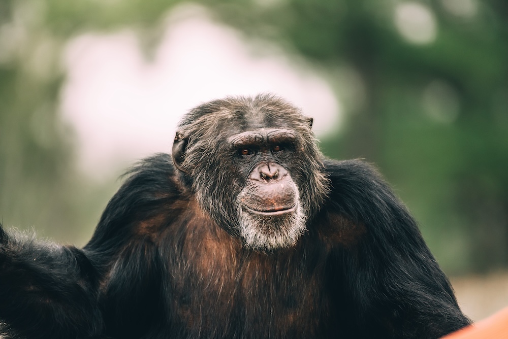 Chimp Haven – photo 2