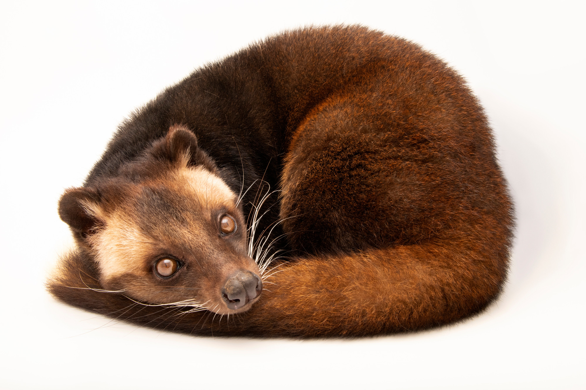 Civet Project – photo 1