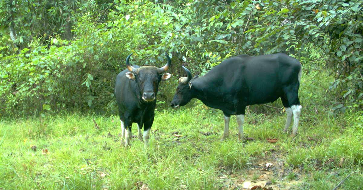 Danau Girang Field Centre – Rebuilding Borneo's Wildlife Corridors