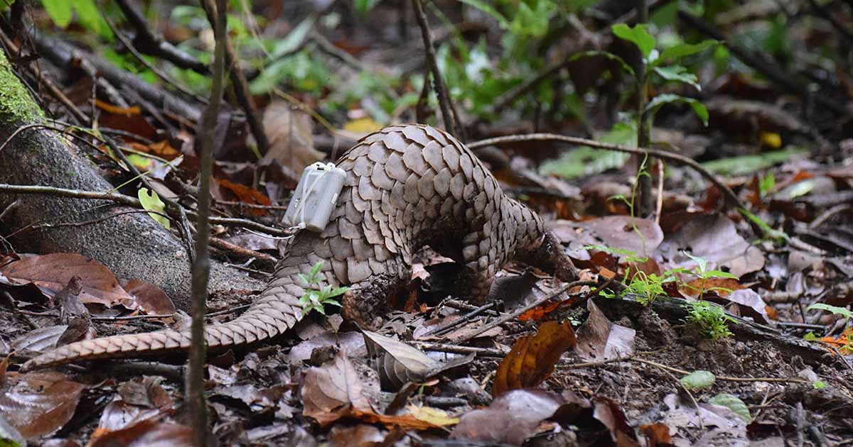 Danau Girang Field Centre – Rebuilding Borneo's Wildlife Corridors