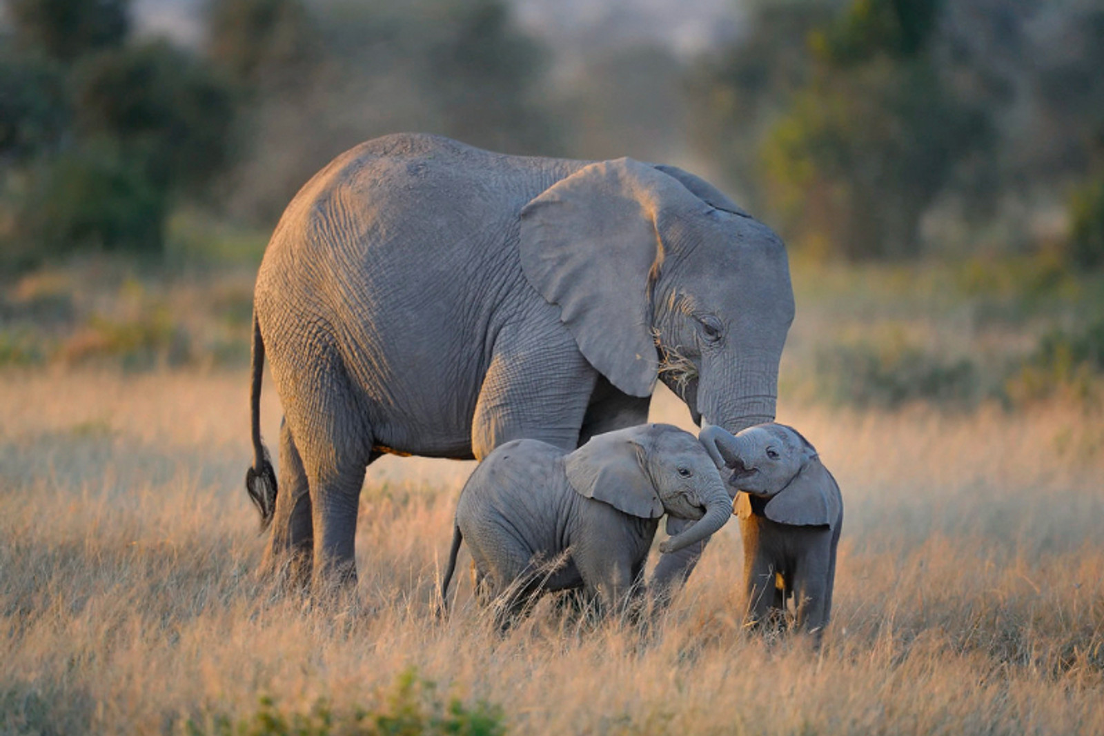 Defend (formerly National Park Rescue) – photo 1
