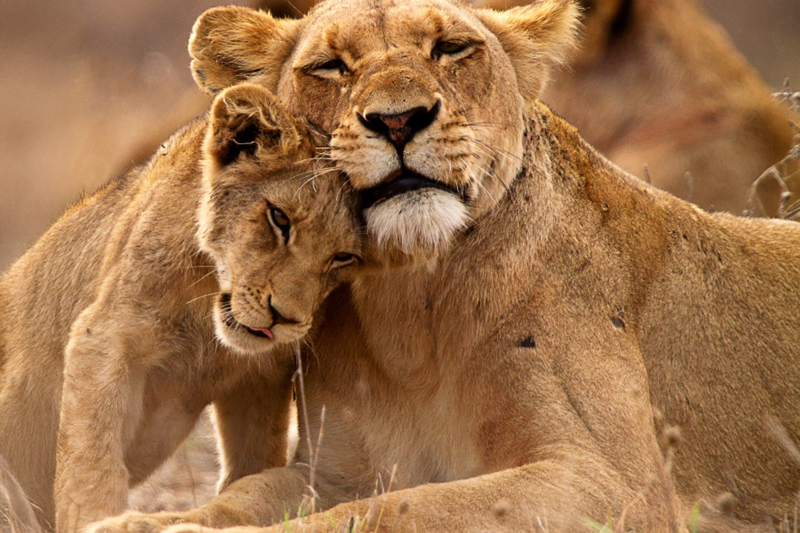 Defend (formerly National Park Rescue) – photo 2