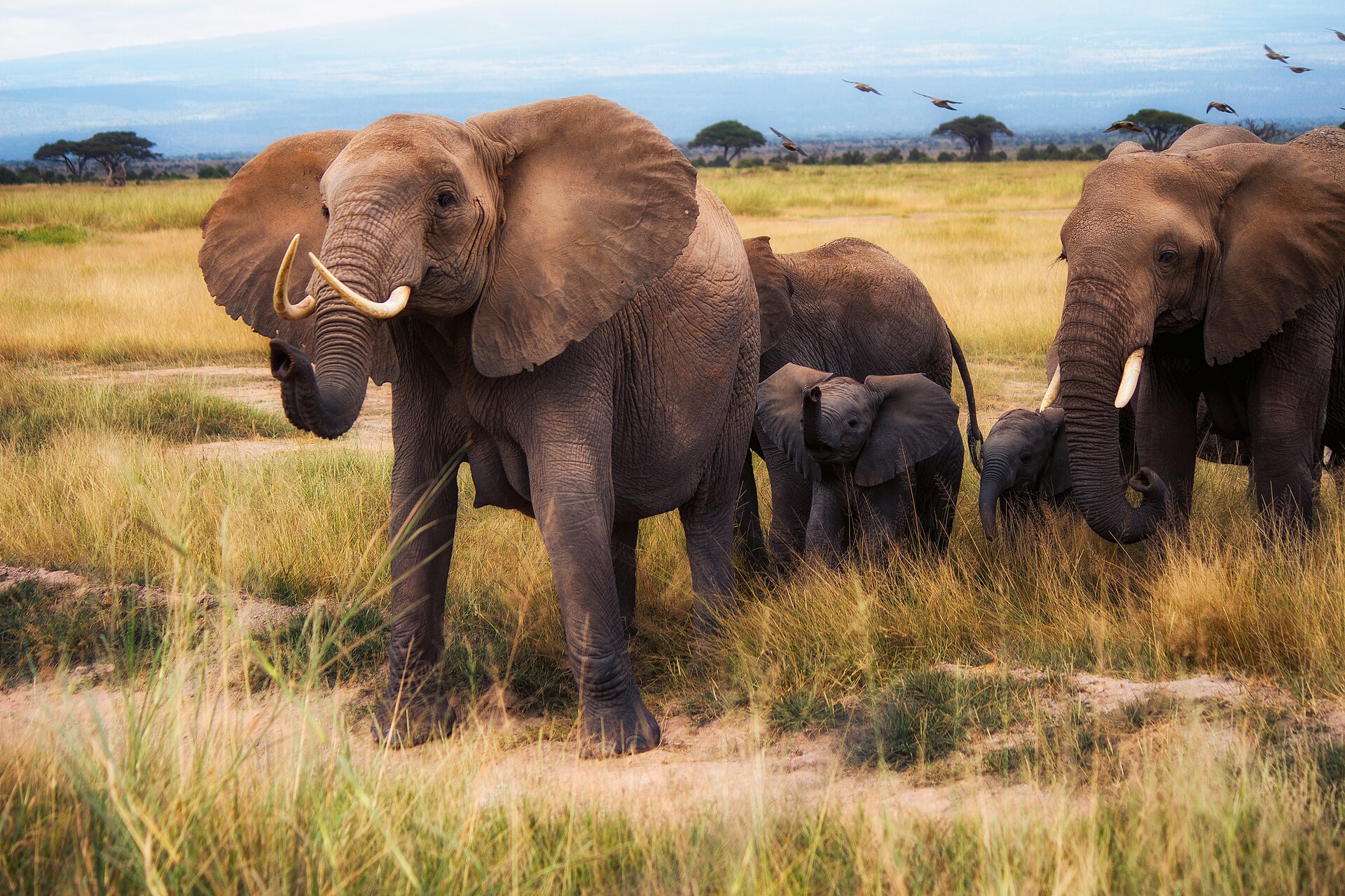Elephant Guardians of Los Angeles – photo 1
