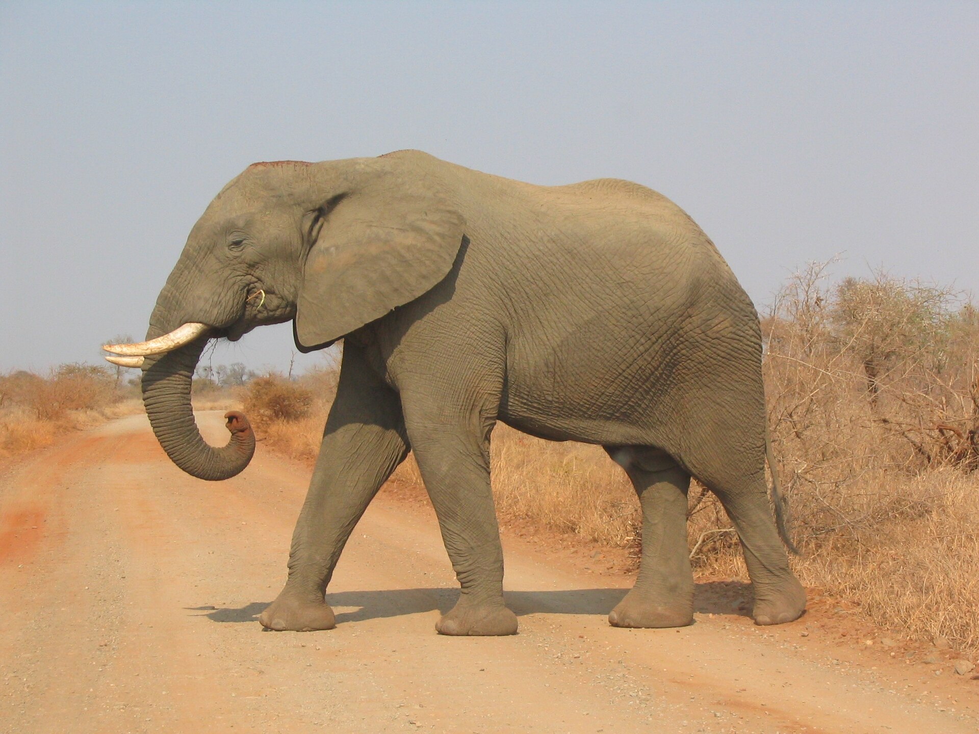 Elephant Guardians of Los Angeles – photo 3