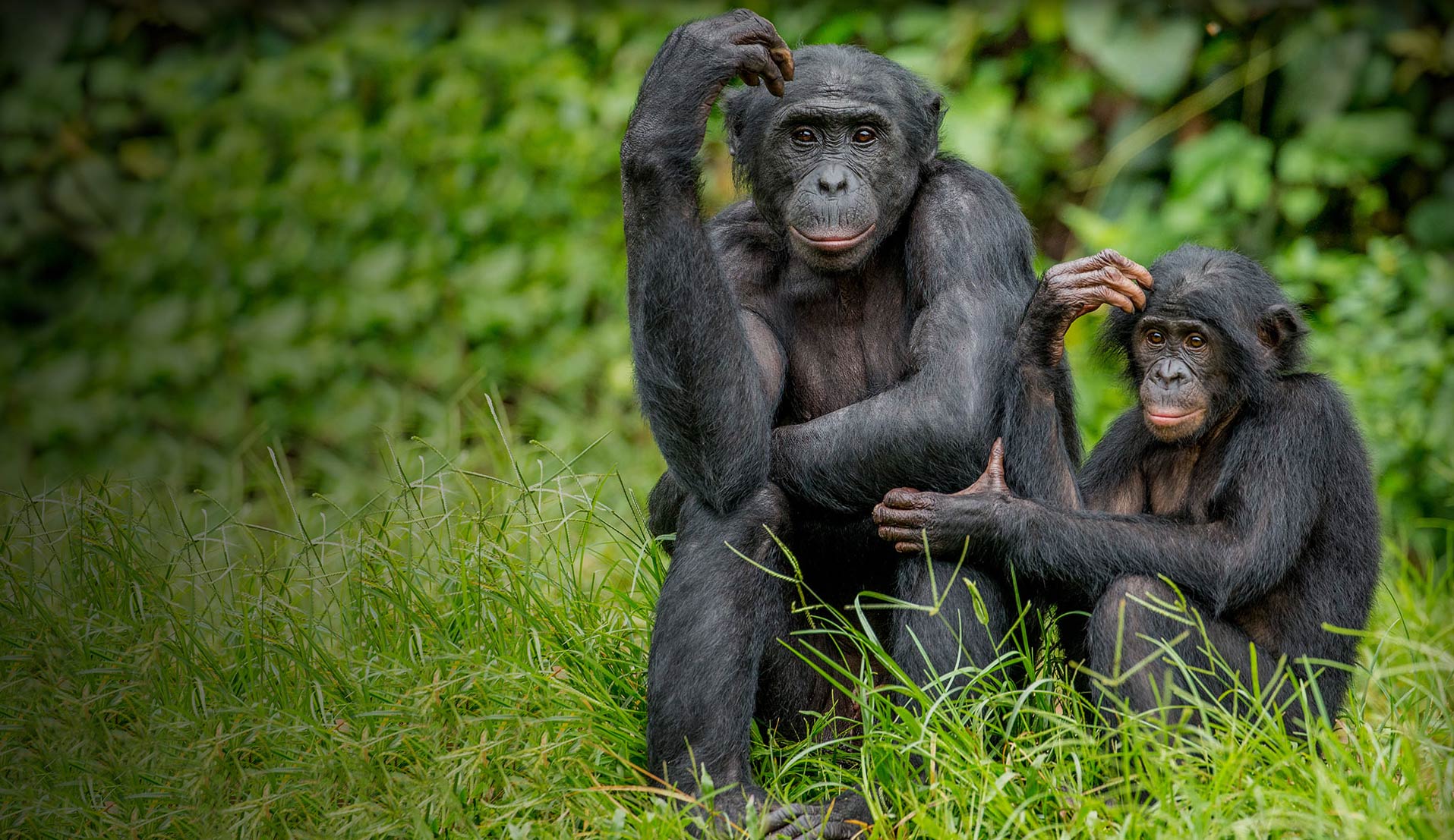 Friends of Bonobos – photo 1