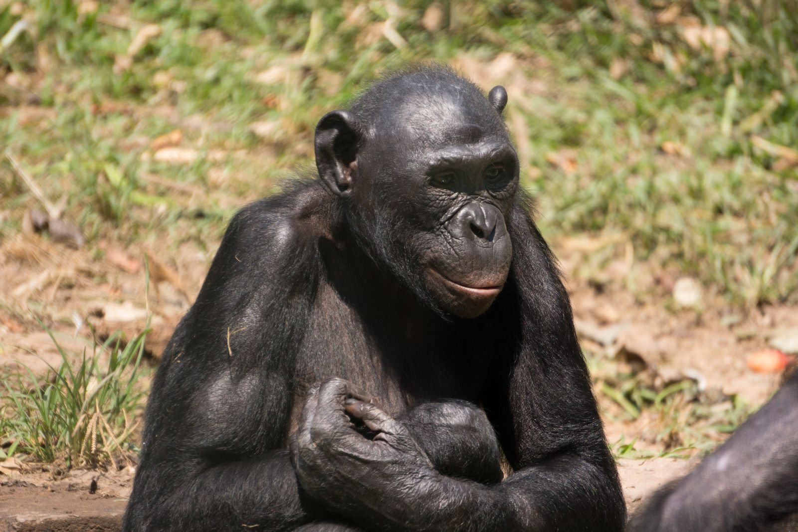 Friends of Bonobos – photo 3