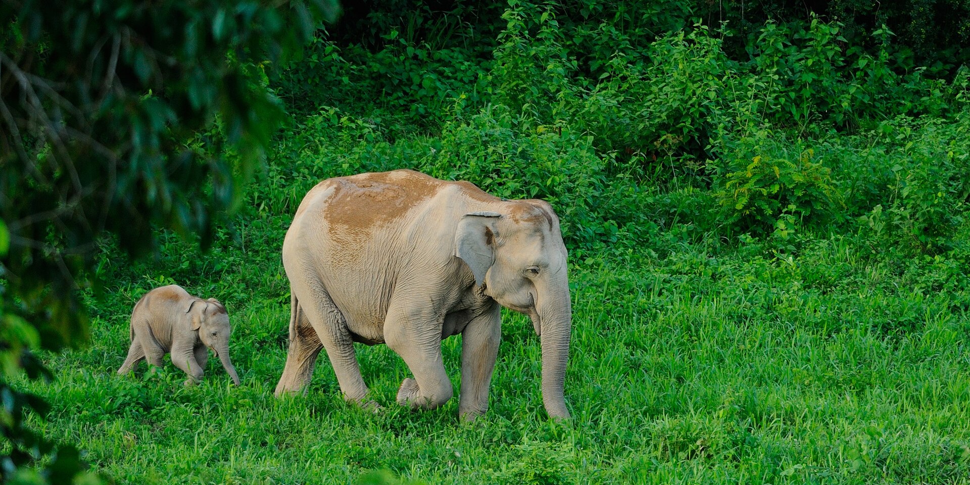 Gentle Giants Elephants – photo 3