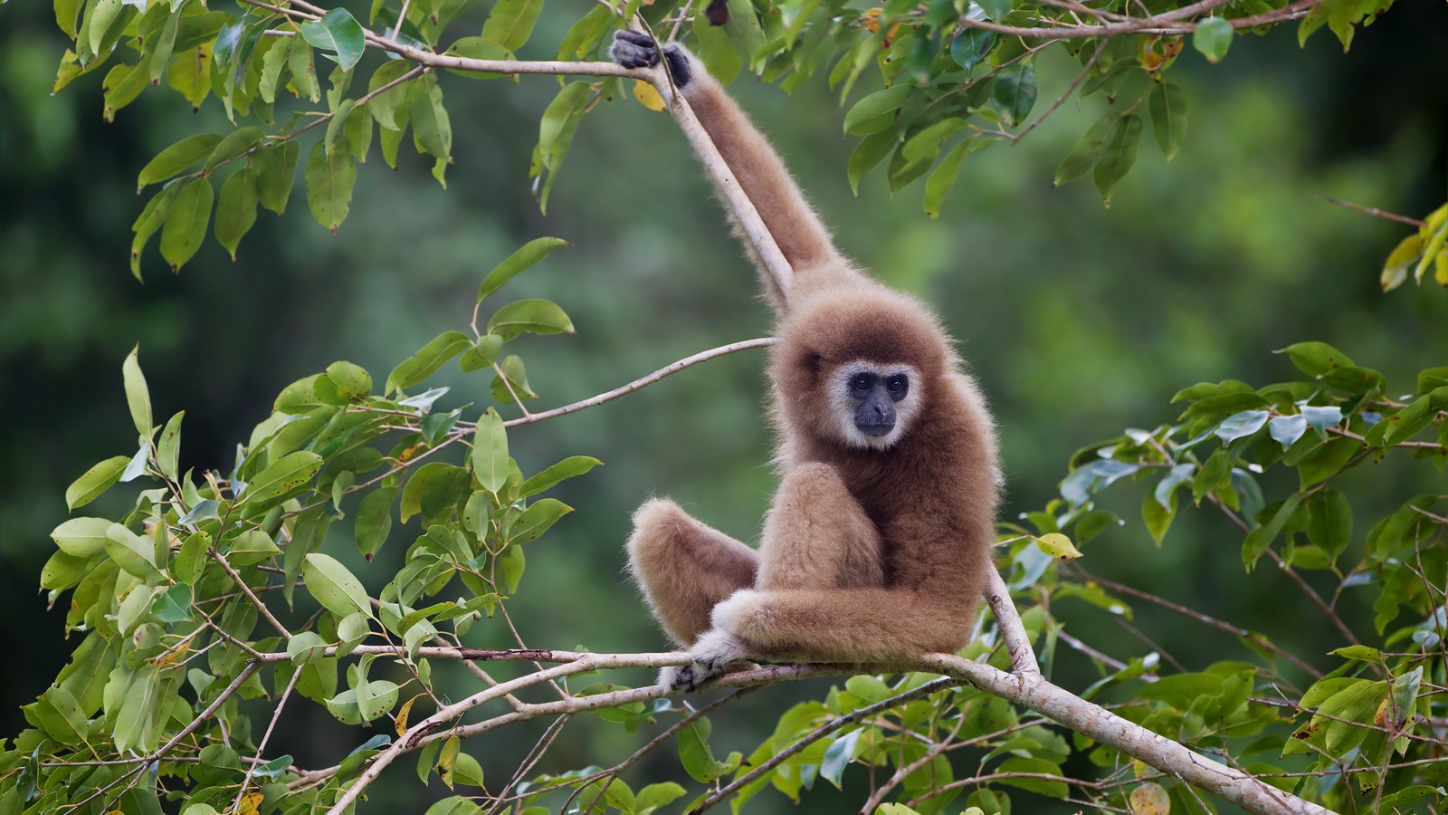 Gibbon Conservation Center – Saving the Singing Apes