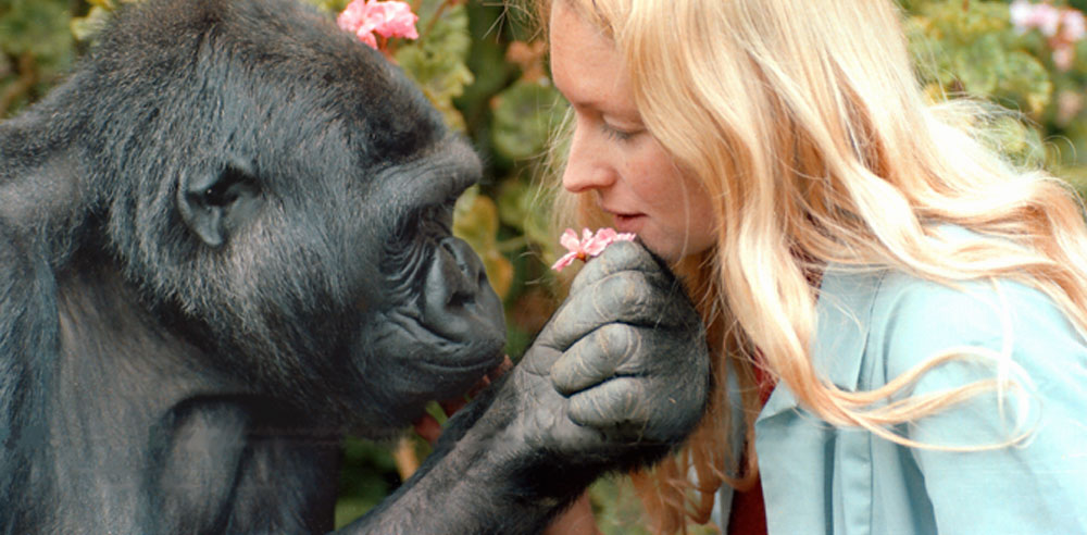 Gorilla Foundation – photo 1