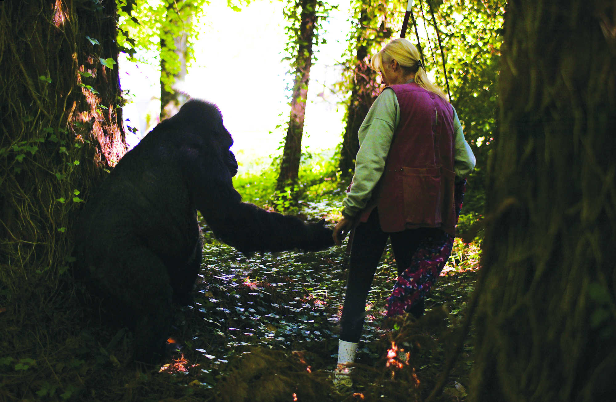 Gorilla Foundation – photo 2