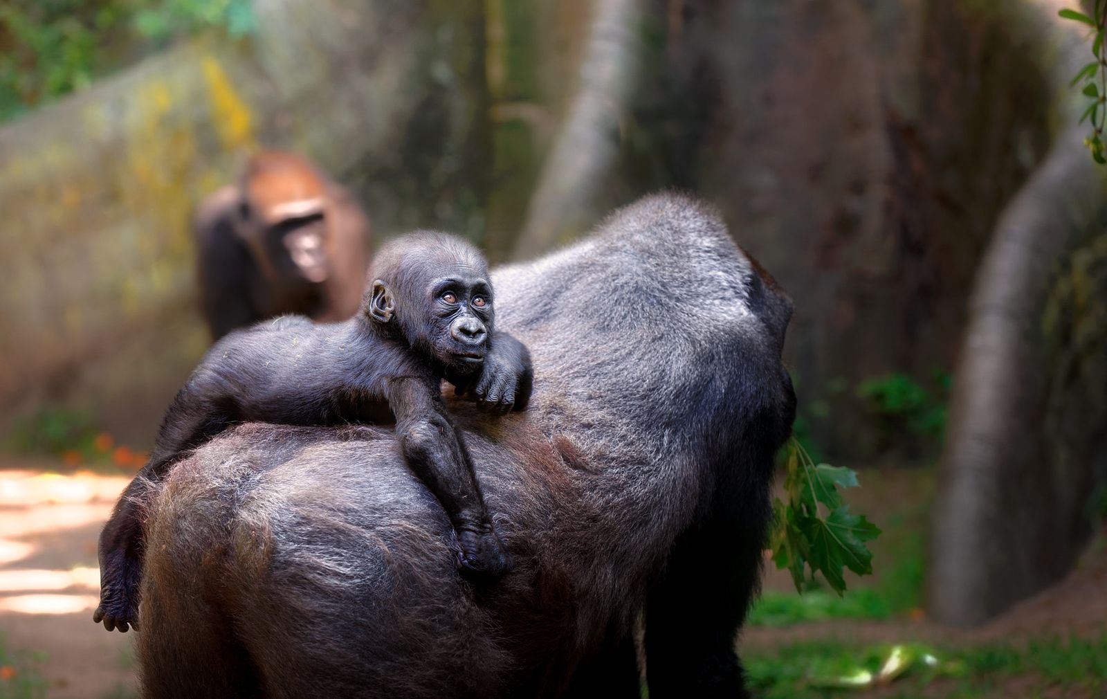 Gorilla Foundation – photo 3