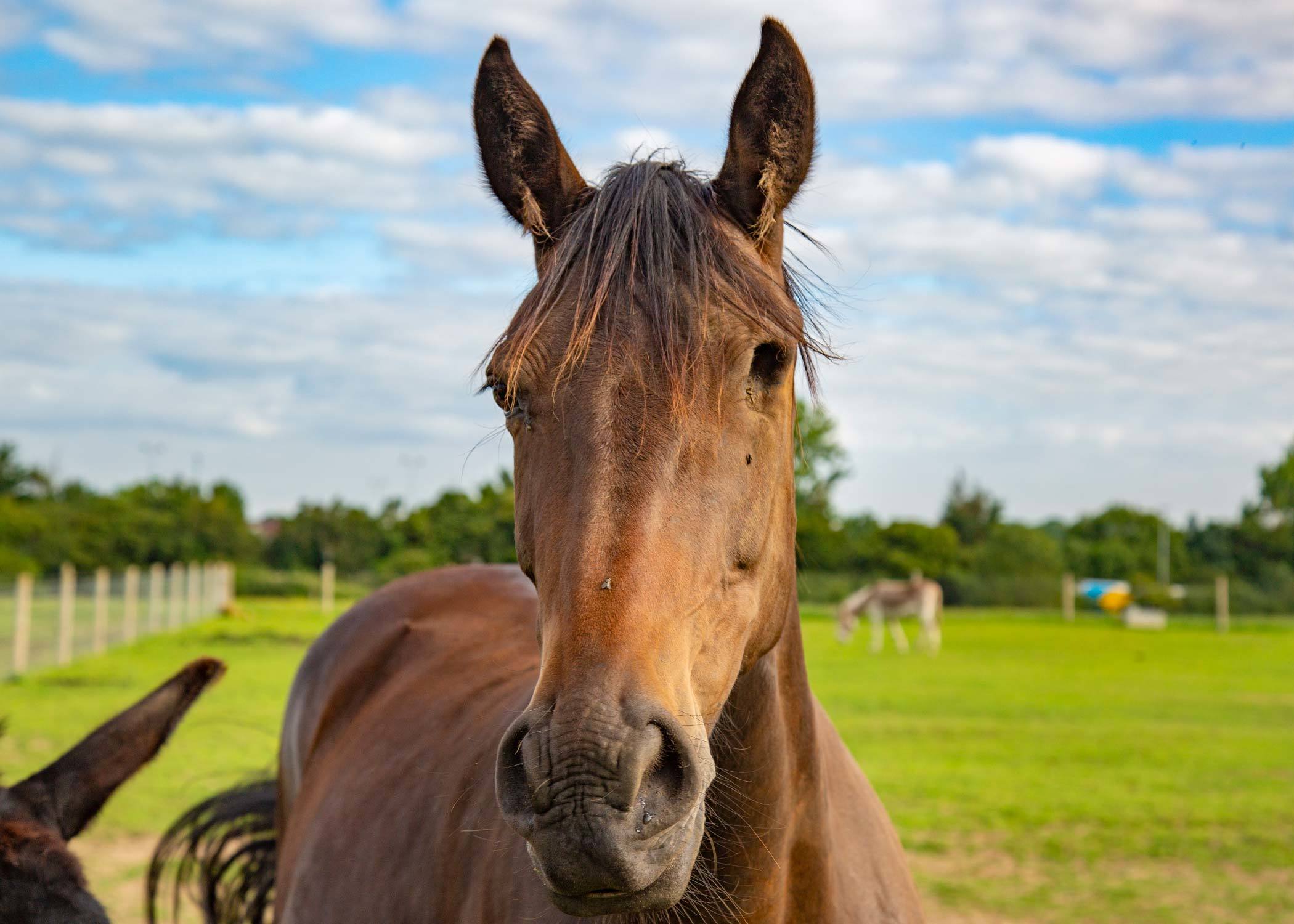 Hopefield Animal Sanctuary – photo 2