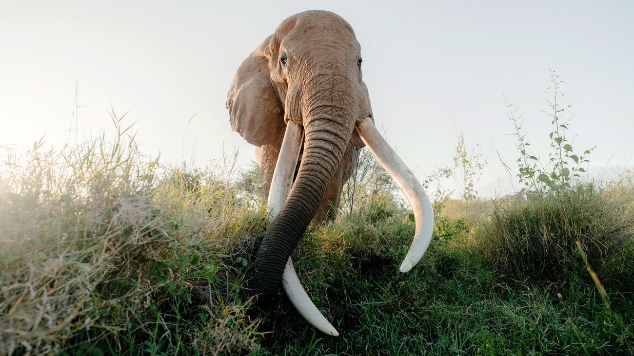International Fund for Animal Welfare (IFAW) – Global Rescue for Animals in Crisis
