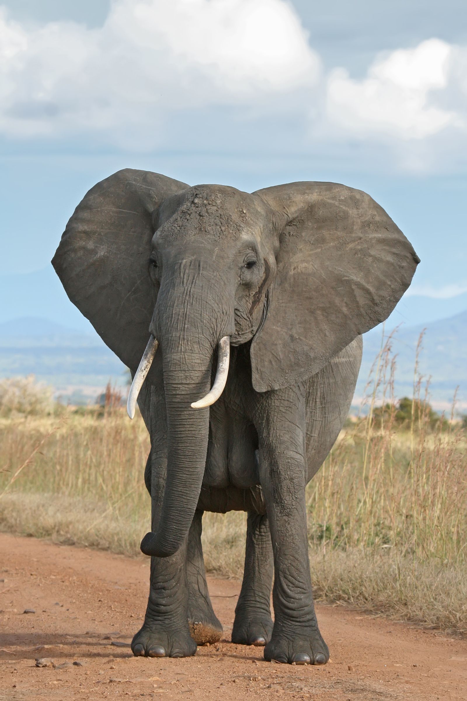 In Defense of Animals – photo 3
