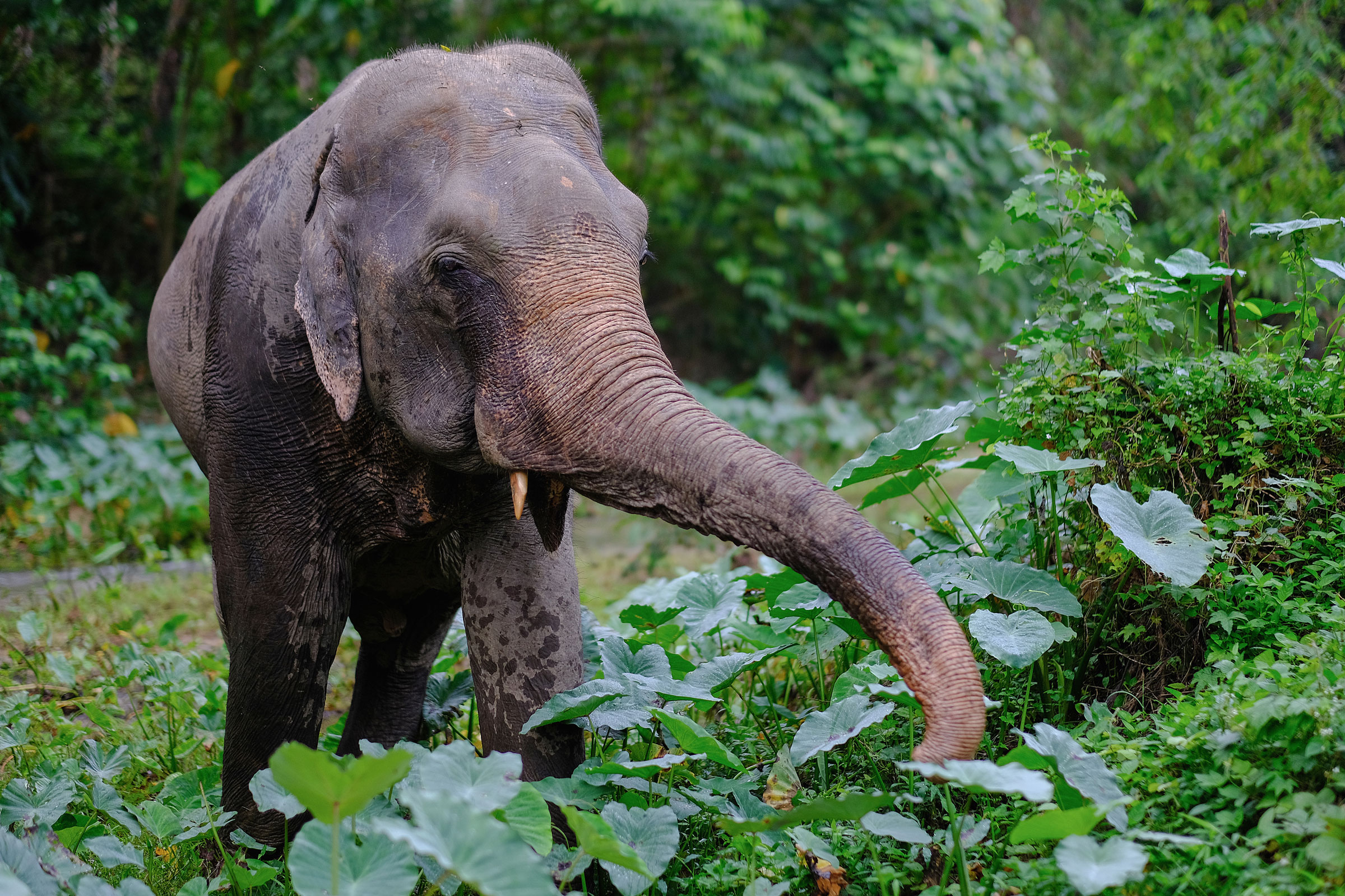 International Elephant Project – photo 1