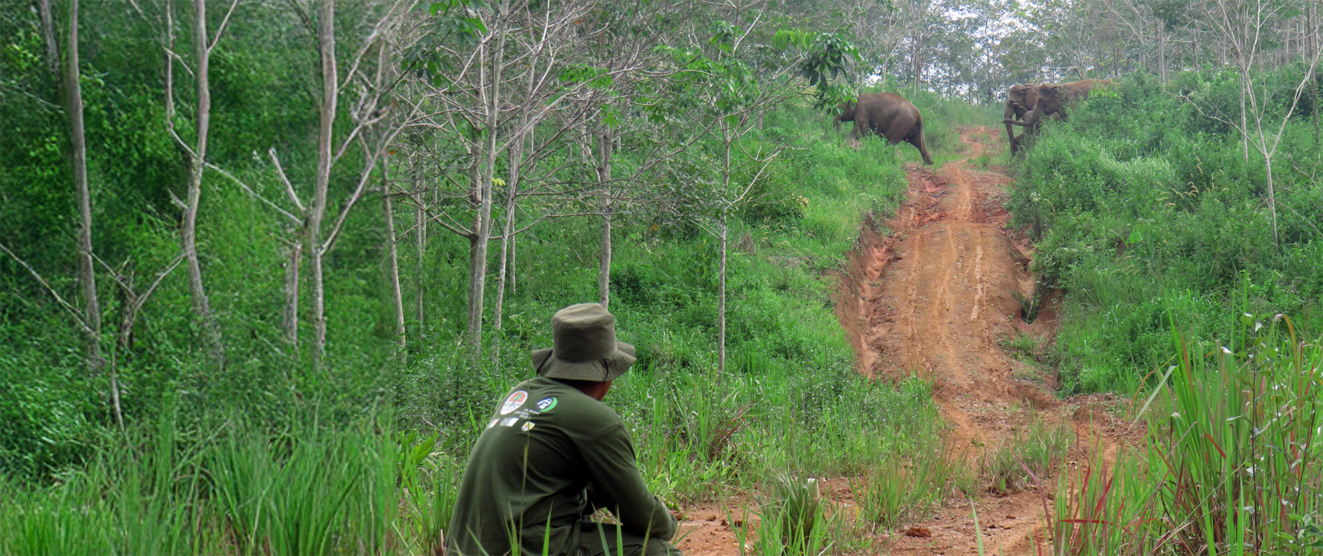 International Elephant Project – photo 3