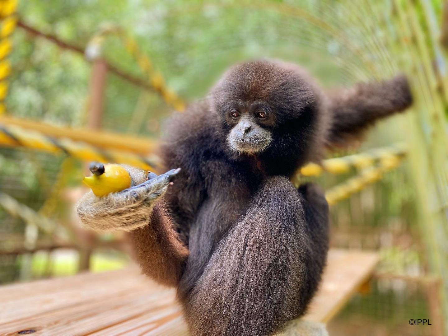 International Primate Protection League – photo 2
