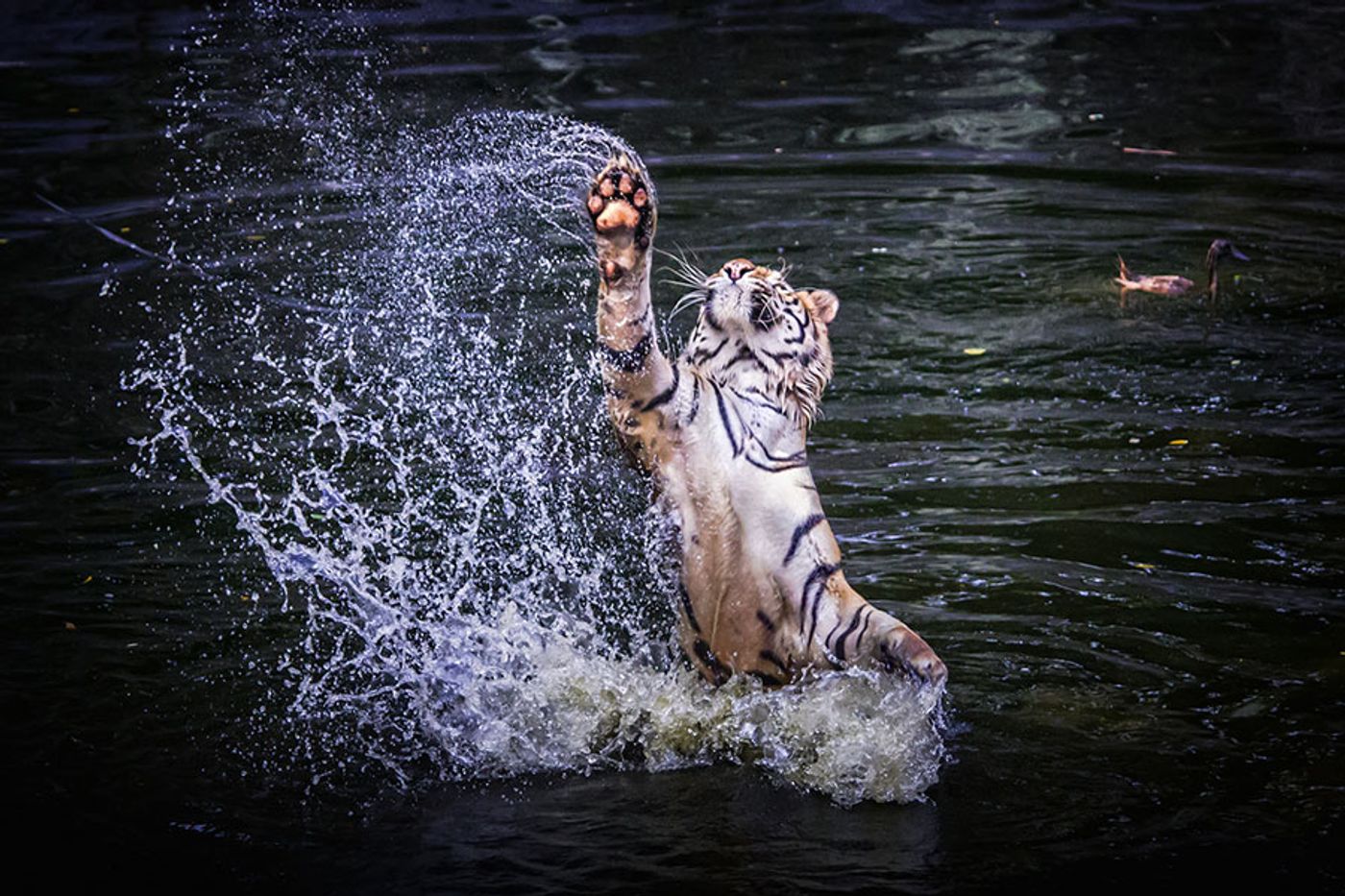 International Tiger Project – photo 3
