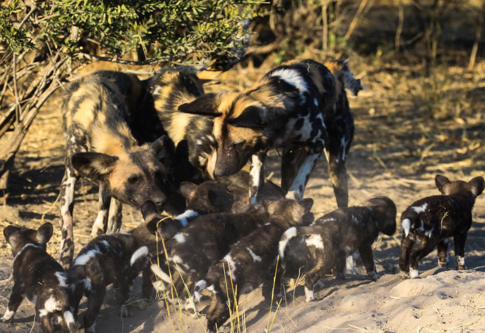Kalahari Research And Conservation Trust – photo 1