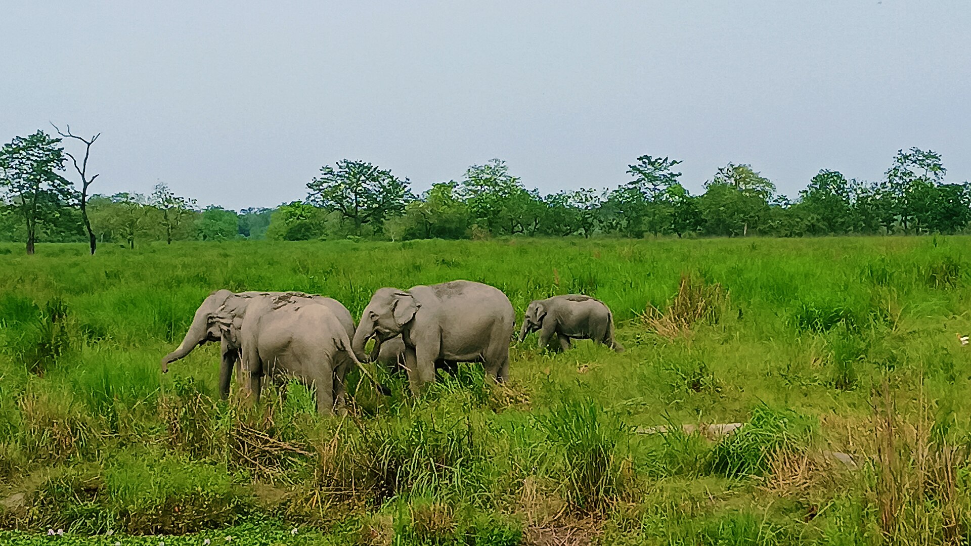 LEAP for Lucy – Freeing Lucy the Elephant
