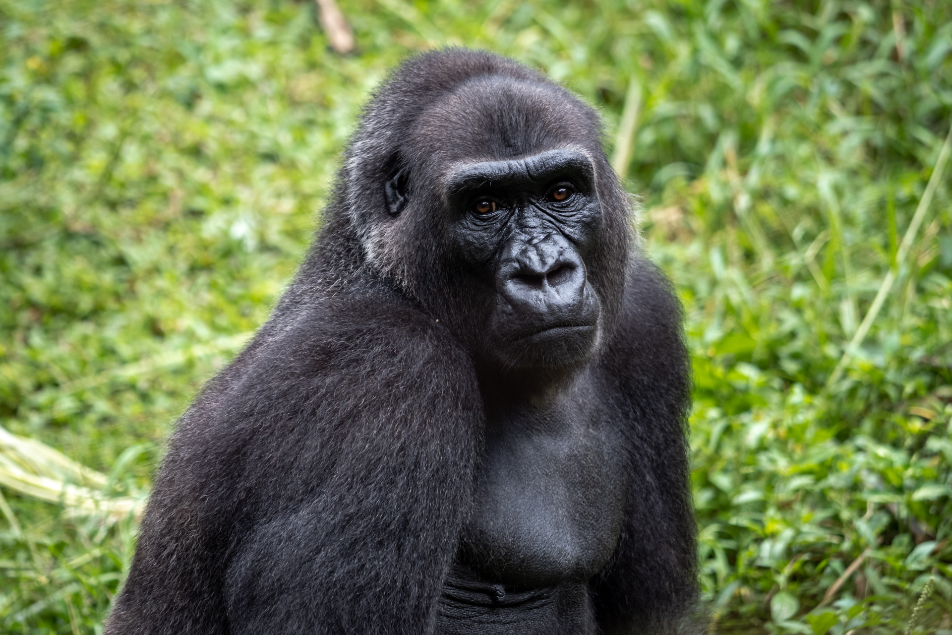 Limbe Wildlife Centre (LWC) – photo 1