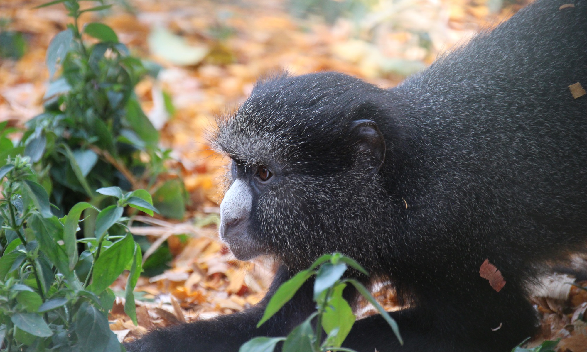Limbe Wildlife Centre (LWC) – photo 2