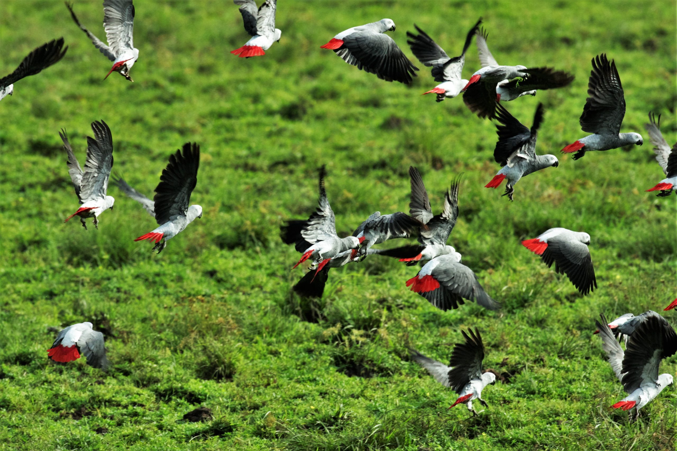Limbe Wildlife Centre (LWC) – photo 3