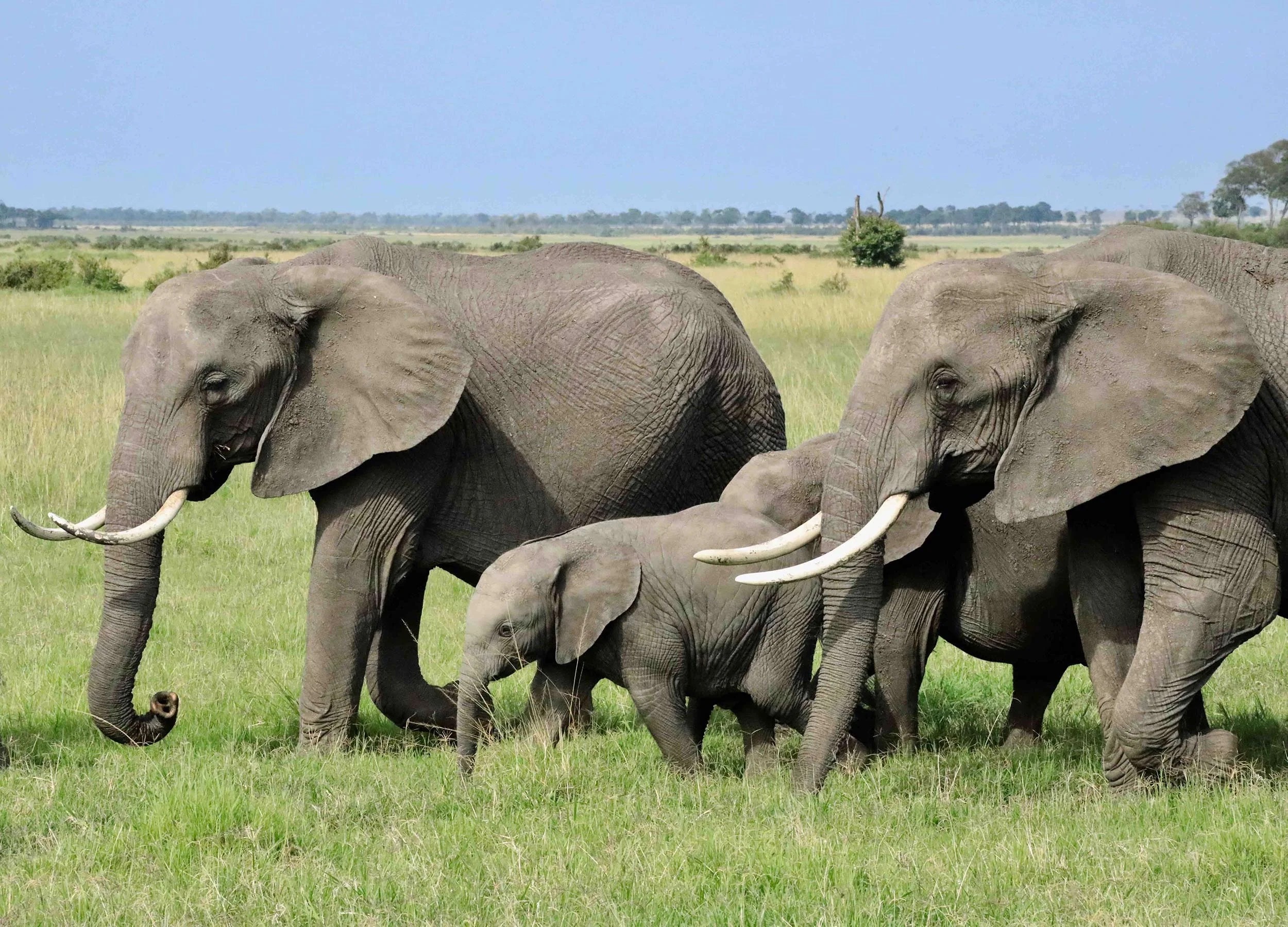 Over and Above Africa – Frontline Support for Africa's Wildlife