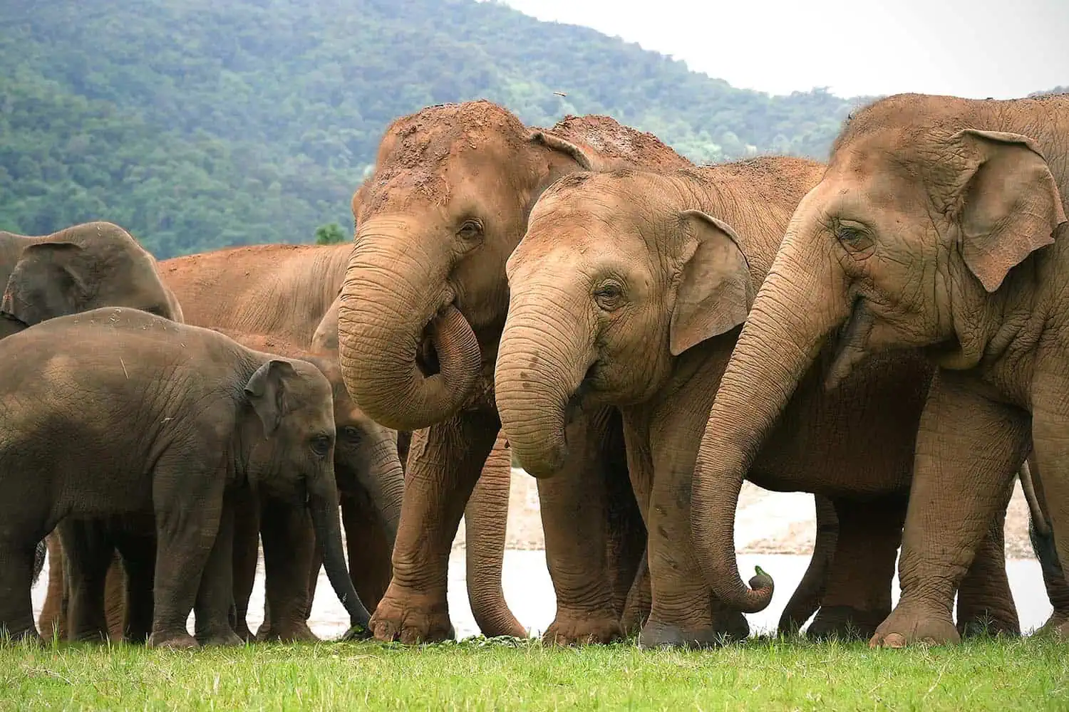Save Elephant Foundation – A Free Life for Thailand's Rescued Elephants