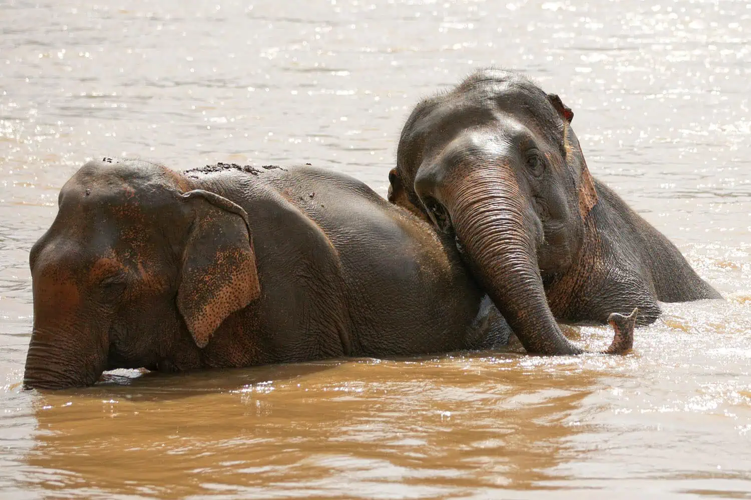 Save Elephant Foundation – A Free Life for Thailand's Rescued Elephants