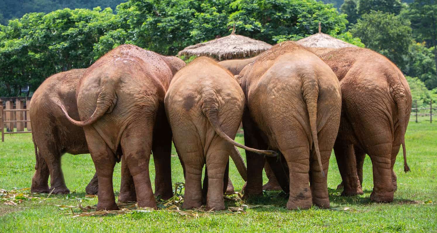 Save Elephant Foundation – A Free Life for Thailand's Rescued Elephants
