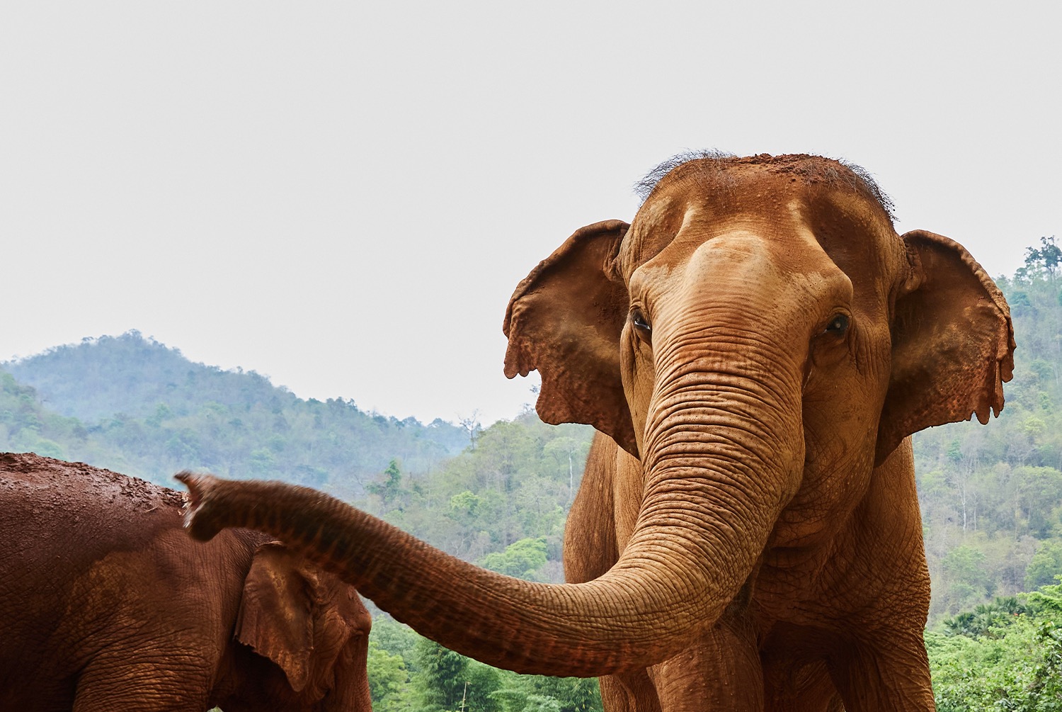 Trunks Up – photo 1