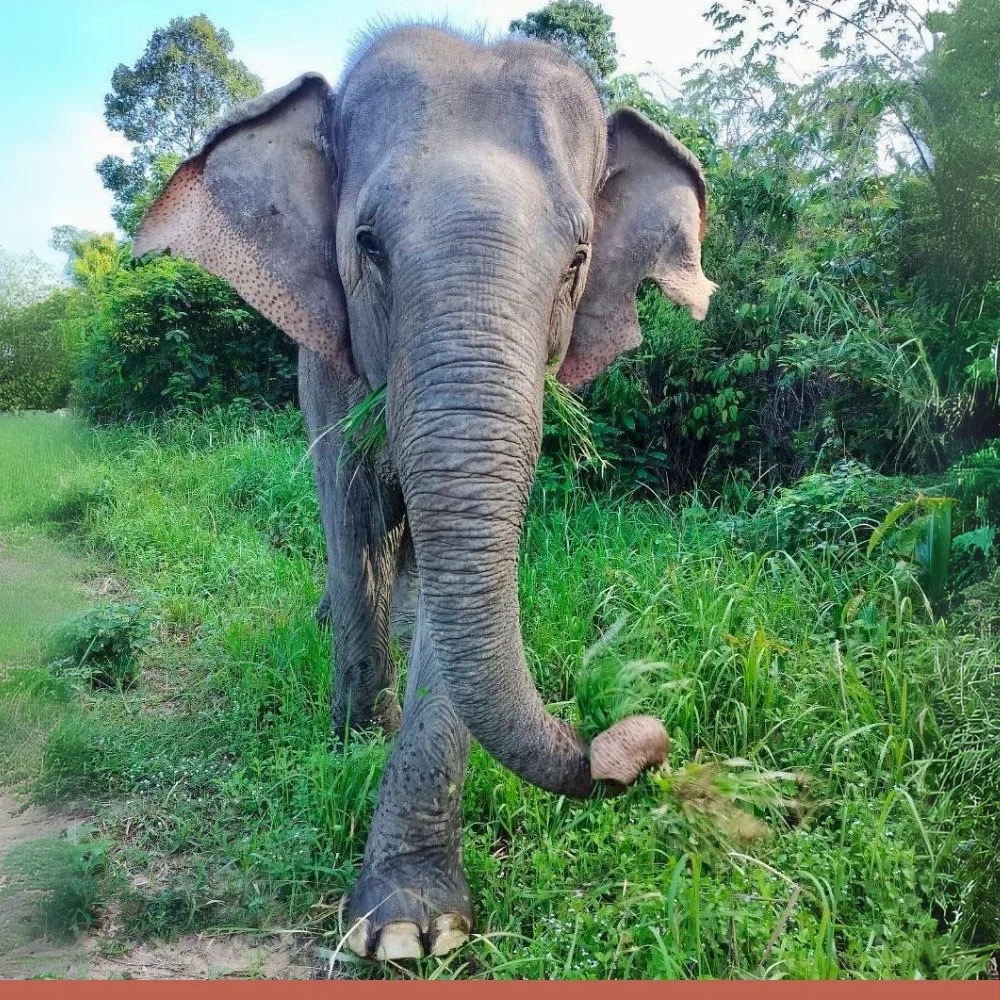 Trunks Up – photo 2