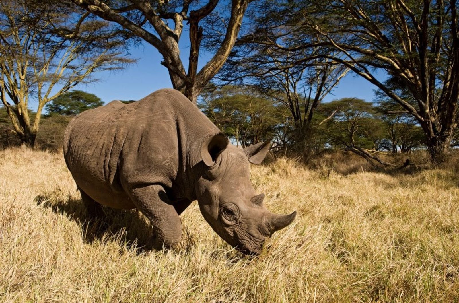 Tusk Trust – photo 2