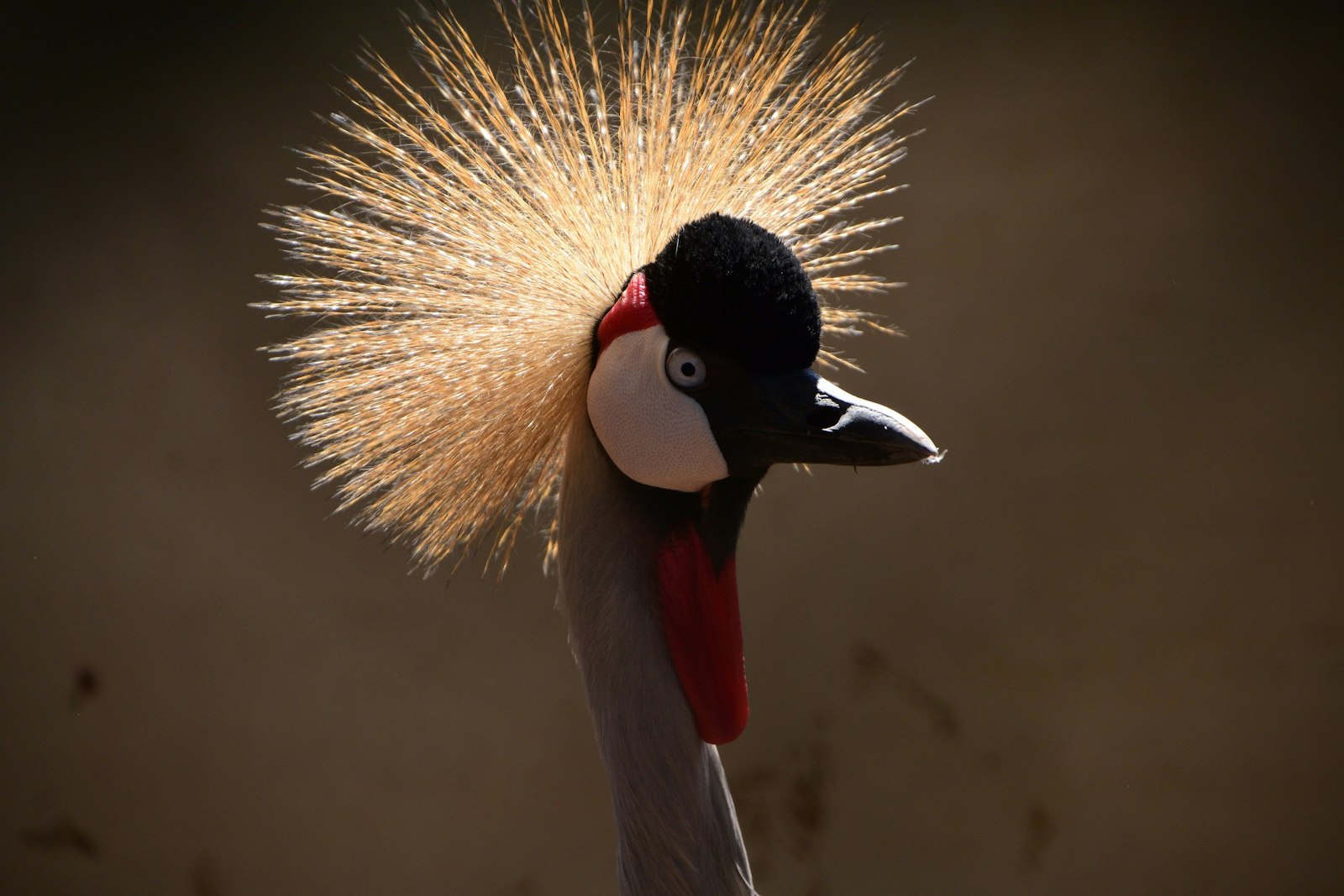 Whitley Fund For Nature – photo 1