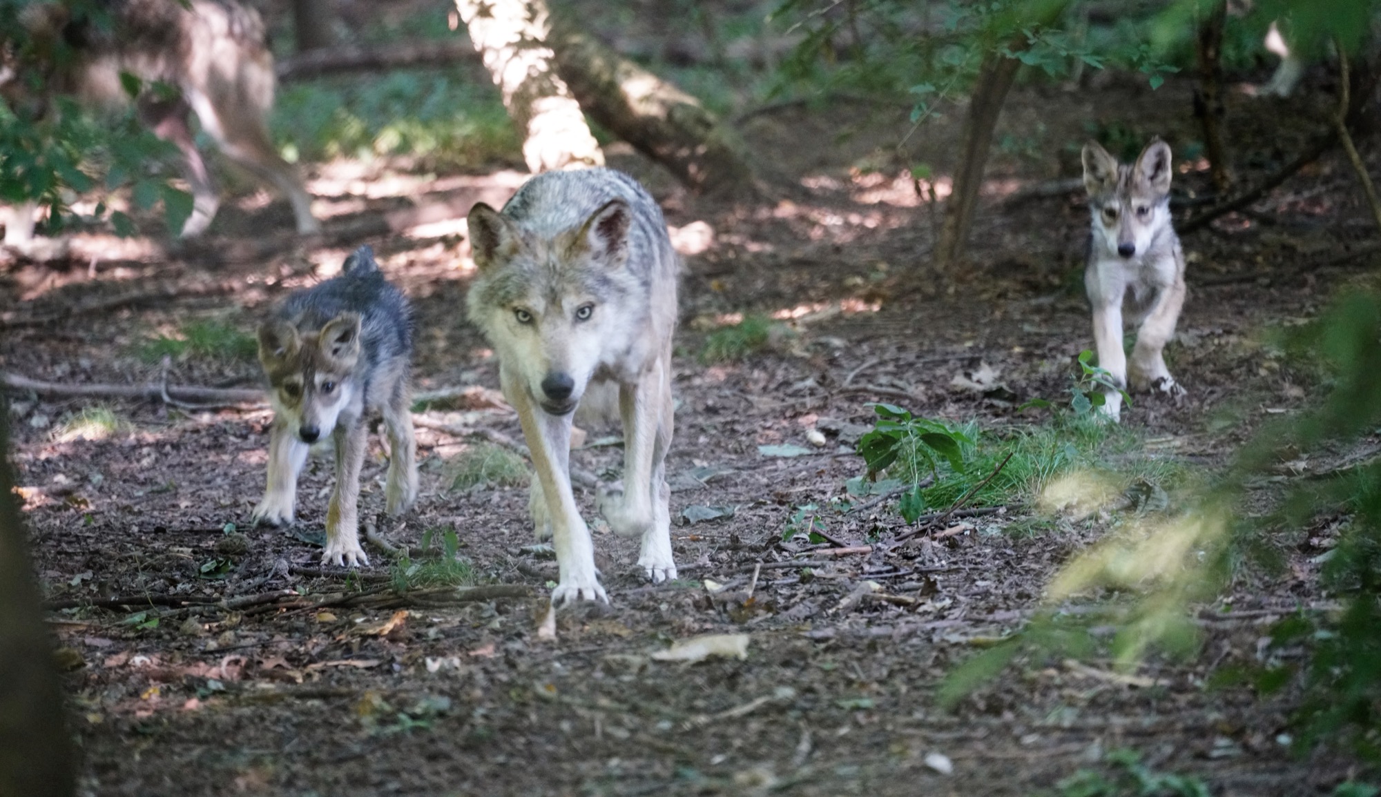Wolf Conservation Center – photo 1