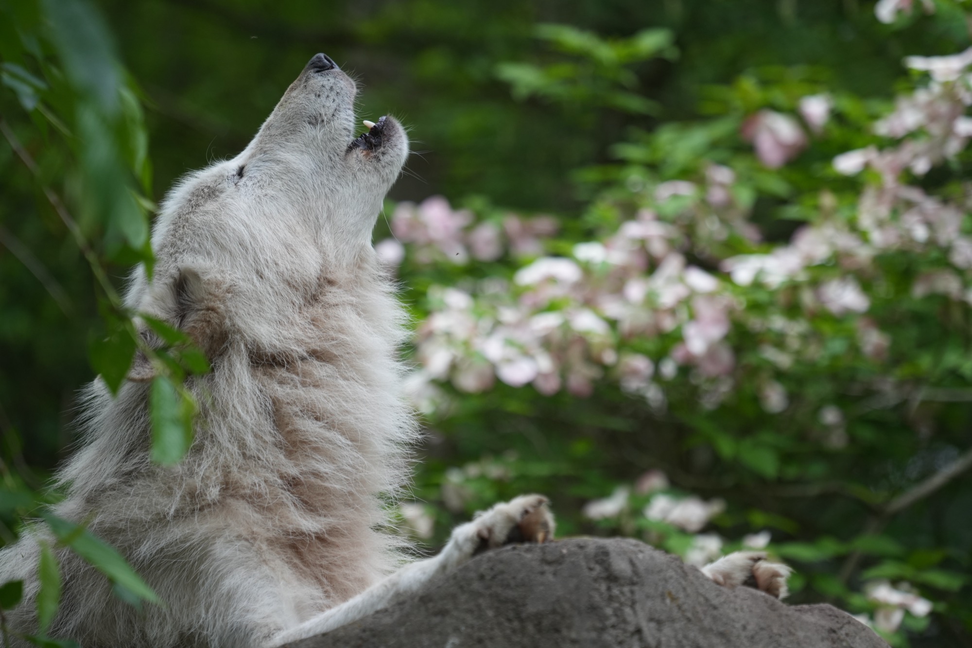 Wolf Conservation Center – photo 2