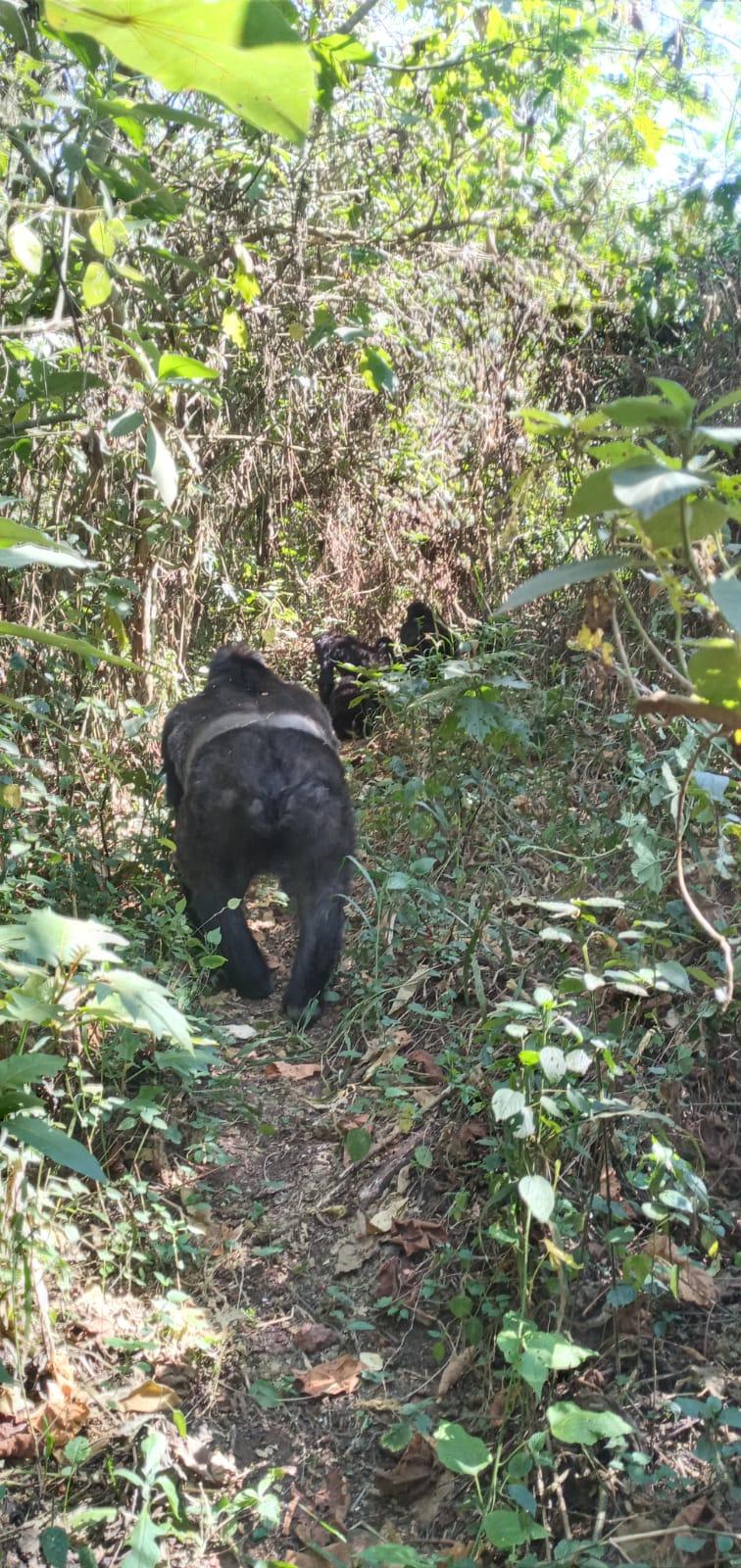 A black dog walking through a forest

Description automatically generated